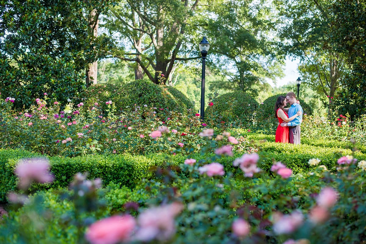 Rose garden at Furman University for engagement pictures