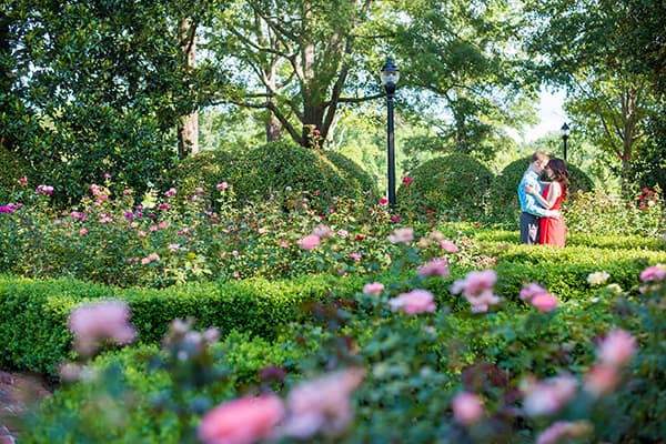 The rose garden at Furman Univeristy | Engagement photographer in Greenville, SC